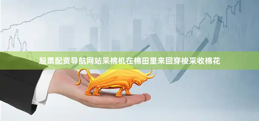 股票配资导航网站采棉机在棉田里来回穿梭采收棉花